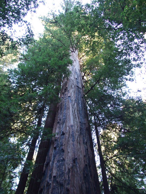 Big Basin State Park