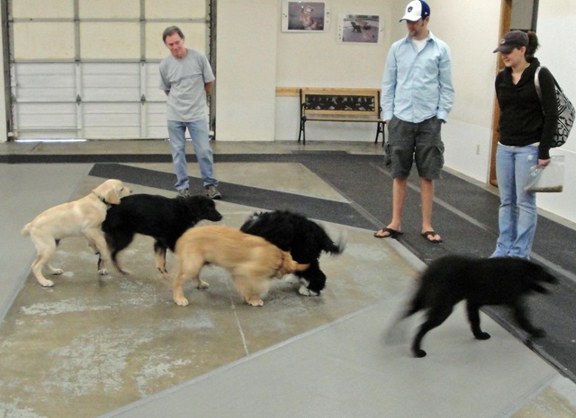 [puppy mob[4].jpg]