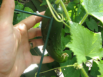 Curly cuke.