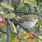 Tennessee Warbler