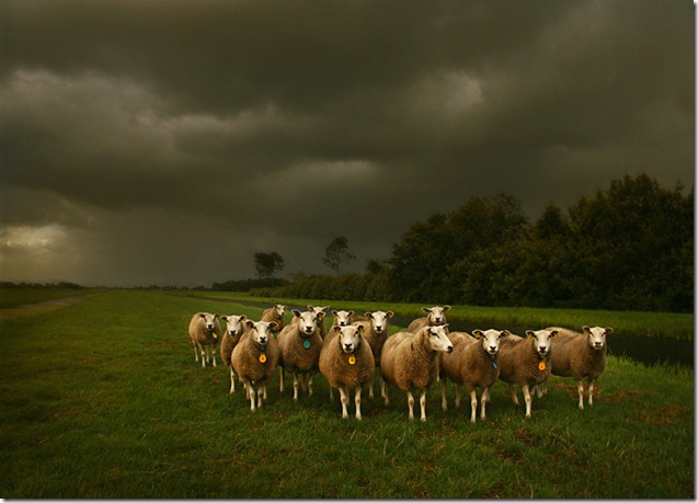 Rain over the Sheeps by b.neeleman