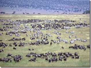 Serengeti - göç 2 Serengeti - göç 2