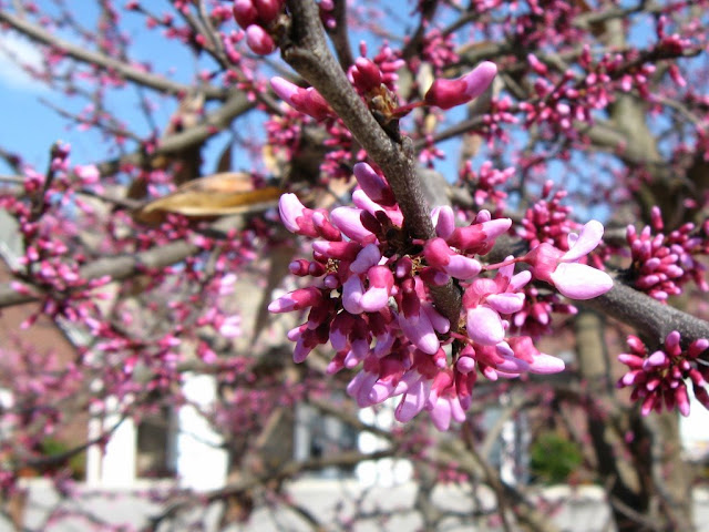 Redbud branch
