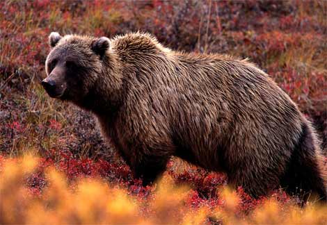 [000_grizzly-bear.jpg]