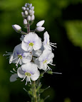  veronica
