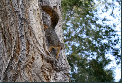 Squirrel 004