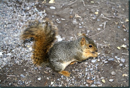 Squirrel 018
