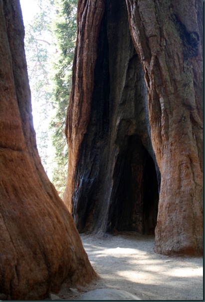 Sequoia National Park 160