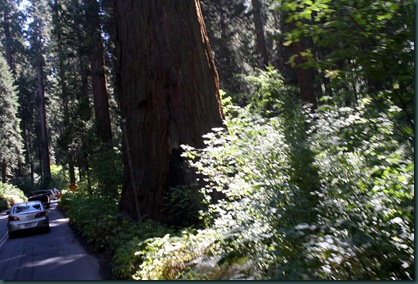 Sequoia National Park 086