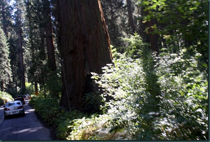 Sequoia National Park 086 Sequoia National Park 086