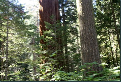 Sequoia National Park 089