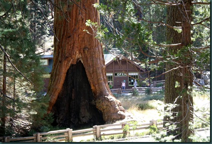 Sequoia National Park 120