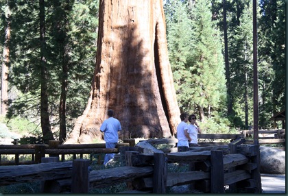 Sequoia National Park 124 Sequoia National Park 124