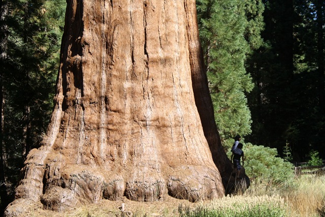 [Sequoia National Park 133[3].jpg]