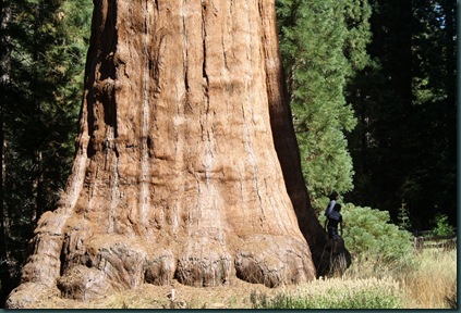 Sequoia National Park 133