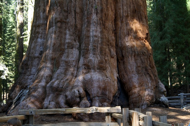 [Sequoia National Park 168[3].jpg]