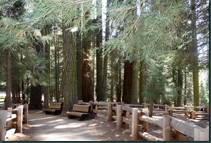 Sequoia National Park 181