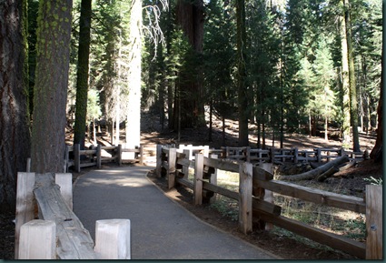 Sequoia National Park 183