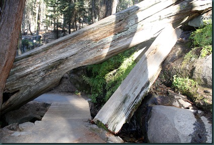 Sequoia National Park 247 Sequoia National Park 247