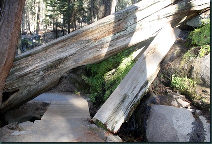 Sequoia National Park 247