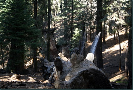 Sequoia National Park 252