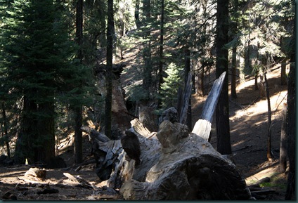 Sequoia National Park 252 Sequoia National Park 252