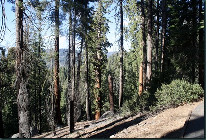 Sequoia National Park 256