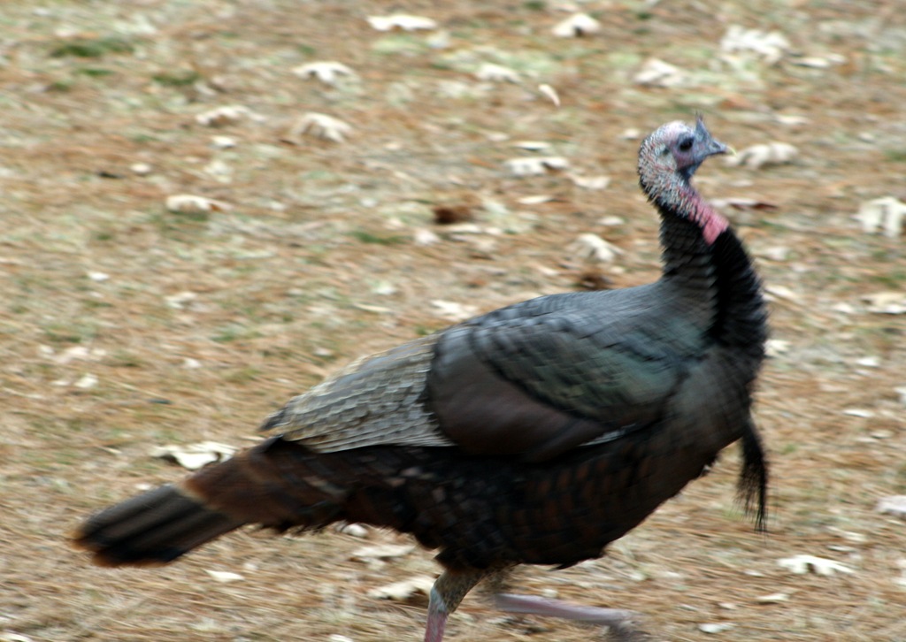 [Turkey up close 014[4].jpg]
