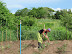 Tomaten opbinden
