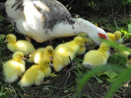 [little ducks 9 for web[2].jpg]
