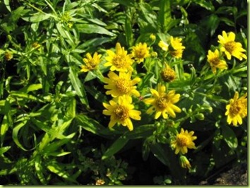 Arnica americana for web