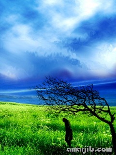 Mobile-Nature-Wallpapers-240x320-amarjits (2)