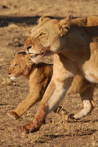 [tailend&cub[5].jpg]