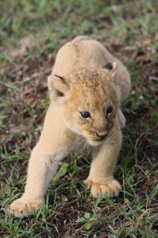 [cub[5].jpg]