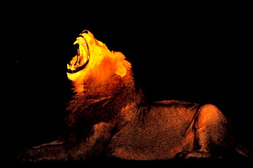 [night roar[6].jpg]