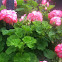 Geranium