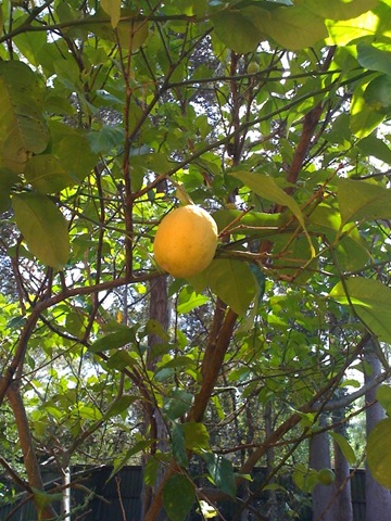 [lemon tree1[5].jpg]