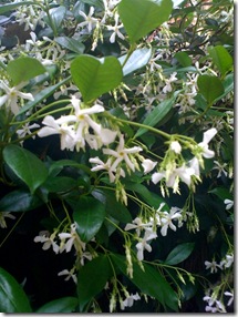 jasmine creeper