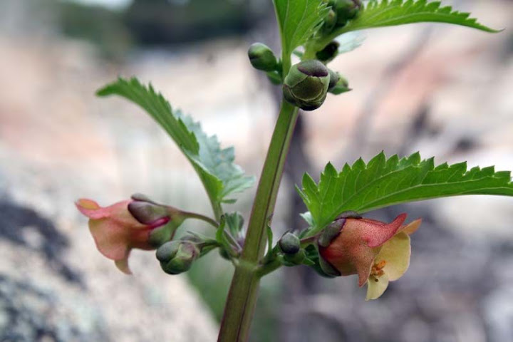 http://lh5.ggpht.com/_CZYtjsGZUlE/Sxq5A7O3ThI/AAAAAAAAAHI/7DoAwgRffTA/s720/2009Sar-324%20Scrophularia%20trifoliata001.jpg