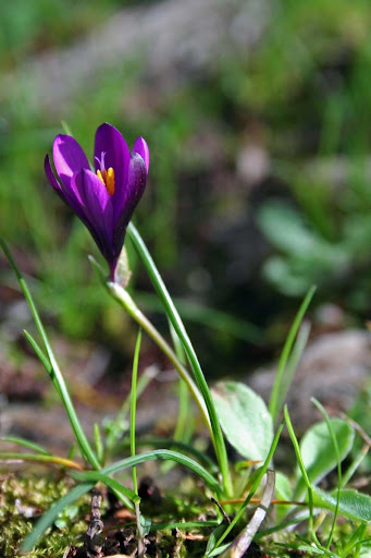 http://lh5.ggpht.com/_CZYtjsGZUlE/SxvxnoevCzI/AAAAAAAAAI0/F4ic1aKurIE/s512/2009Sar-373%20Romulea%20requienii001.jpg