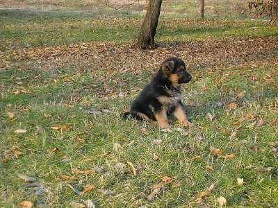 [cuccioli2[5].jpg]