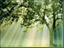 albero