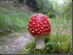 Amanita_muscaria_mario-mushrooms
