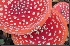 fly_agaric_toadstools