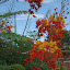 Poquititas fotos de Phoenix Phoenix