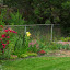 jferris42's Butterfly garden