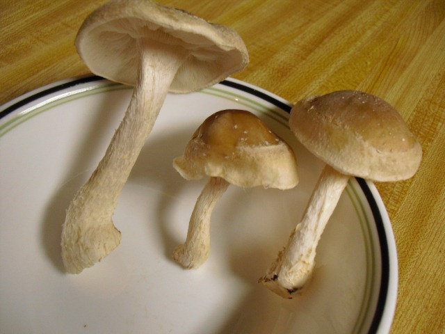 [CIMG4579[3].jpg]