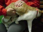For smaller pets, instead of a fist, use just a couple fingers in the soft part of the stomach just behind the last rib.