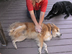 If your pet becomes unconscious, lay him on his side and compress lungs by squeezing with the heel of your hand on the side of his chest to dislodge object. If your pet becomes unconscious, lay him on his side and compress lungs by squeezing with the heel of your hand on the side of his chest to dislodge object.