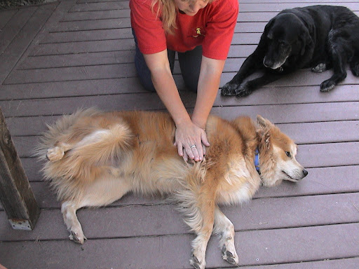 If your pet becomes unconscious, lay him on his side and compress lungs by squeezing with the heel of your hand on the side of his chest to dislodge object.